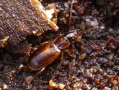 Acupalpus dubius